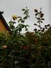 DSCN8656
