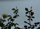 DSCN8657