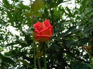 DSCN8665
