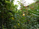 DSCN8671