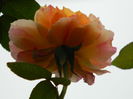 DSCN8673
