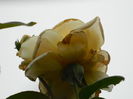 DSCN8674