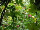 DSCN8675