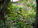 DSCN8676