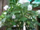 100_4720 - Copy