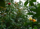 DSCN8677