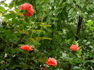 DSCN8695