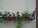 100_4722 - Copy