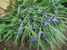 100_4725 - Copy