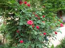100_4729 - Copy