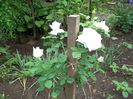 100_4738 - Copy