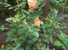 100_4739 - Copy