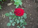 100_4741 - Copy