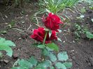 100_4742 - Copy