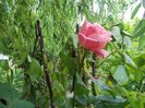 100_4744 - Copy
