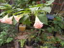 BRUGMANSIA   ROZ