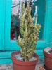 DSCN9933
