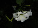 DSCN9050