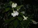 DSCN9054