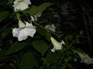 DSCN9055