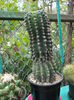 DSCN9946