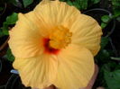SAM_0540