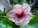 SAM_0532