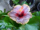 SAM_0529