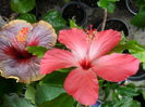 SAM_0526