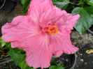 SAM_0520