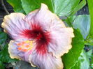 SAM_0499