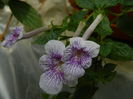 DSCN8236