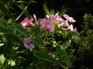DSCN8268