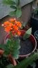 WP_20150619_20_07_23_Pro