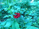 P1040381