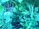 P1040388