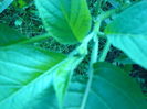 P1040390