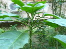 P1040408