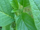 P1040430