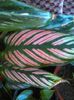 Calathea ornata 12.08.2015