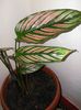 Calathea ornata 12.08.2015