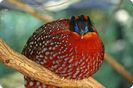 Tragopan Temminckii1