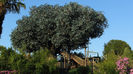 la-cabane-des-robinson(poza net)
