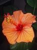 ^6EB7FFB15BD18E9AD79CDBBFB7532215F4D577D05F1DECF7B5^pimgpsh_fullsize_distr