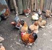 Familie cochin pitic