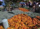 festuca, heuchera rave on si caramel