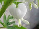 7_dicentra_spectabilis_1