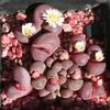 5_lithops_optica_1