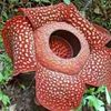 4_Rafflesia1