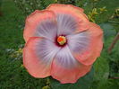 DSC00661